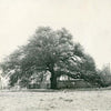 Emancipation Oak Tree